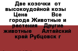 Две козочки  от высокоудойной козы › Цена ­ 20 000 - Все города Животные и растения » Другие животные   . Алтайский край,Рубцовск г.